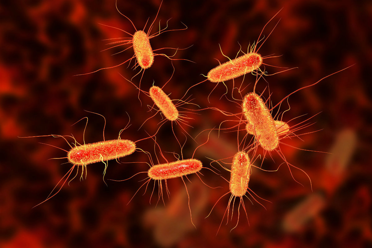 Η E. coli δε μας προκαλεί μόνο δηλητηρίαση. Μας βοηθά να προσλάβουμε Σίδηρο