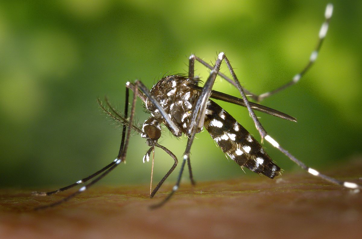 Γιατί τα κουνούπια τσιμπούν συγκεκριμένους ανθρώπους περισσότερο