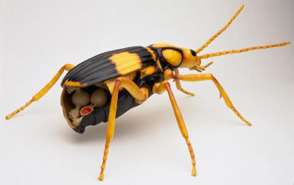 Carabidae beetle