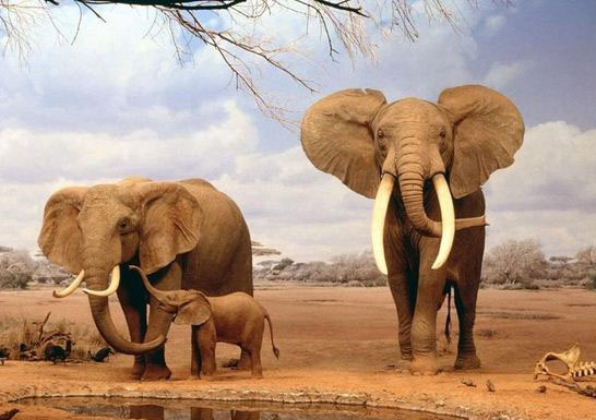 οικογένεια ελεφαντων