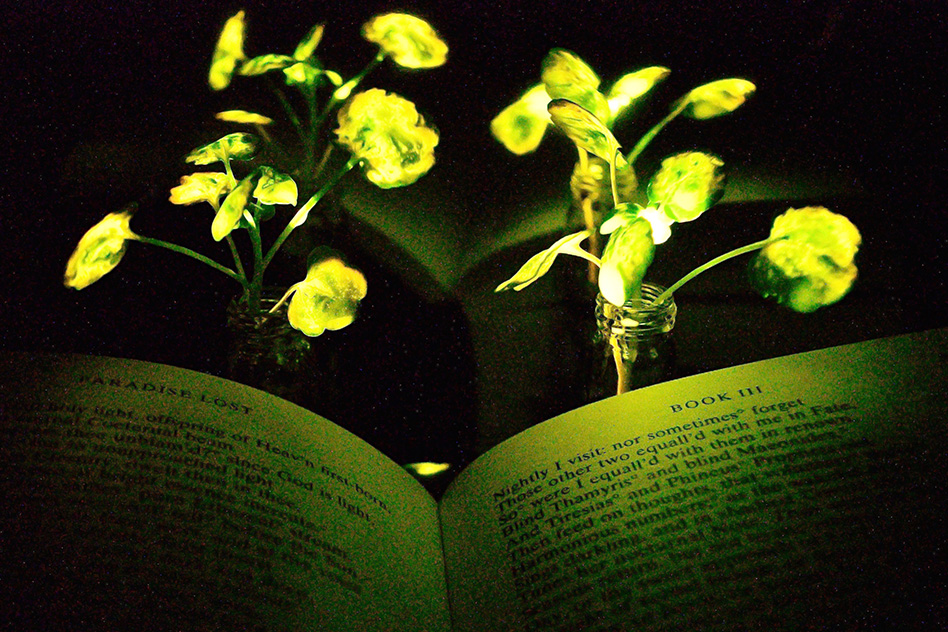 Οι λάμπες του μέλλοντος θα είναι φυτά που εκπέμπουν φως;