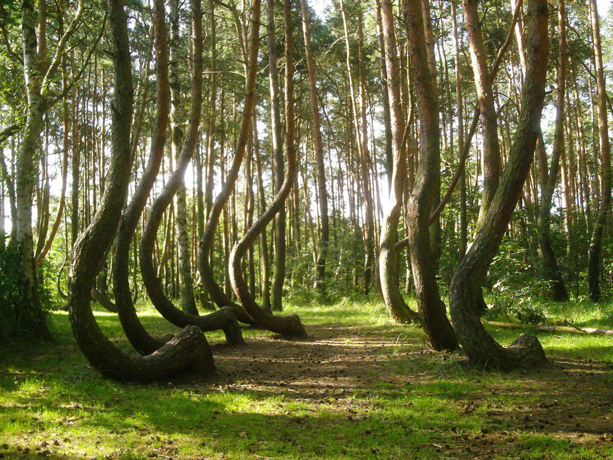 Τι έκανε τα δέντρα να γέρνουν σε αυτό το μυστηριώδες δάσος