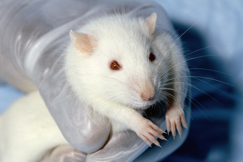 Ένα νέο συνθετικό πολυμερές μπορεί να αντικαταστήσει τις δοκιμές στα ζώα