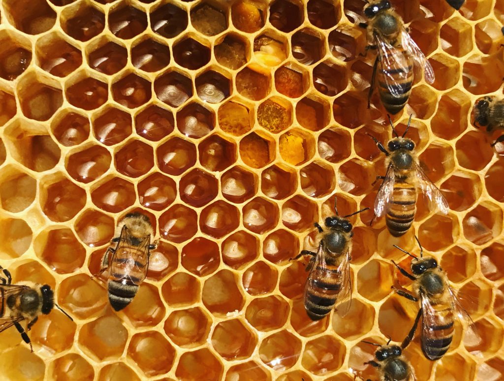Το 1ο εμβόλιο για έντομα θα σώσει τις μέλισσες από μια θανατηφόρα ασθένεια