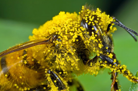 μέλισσα συμβίωση με φυτά