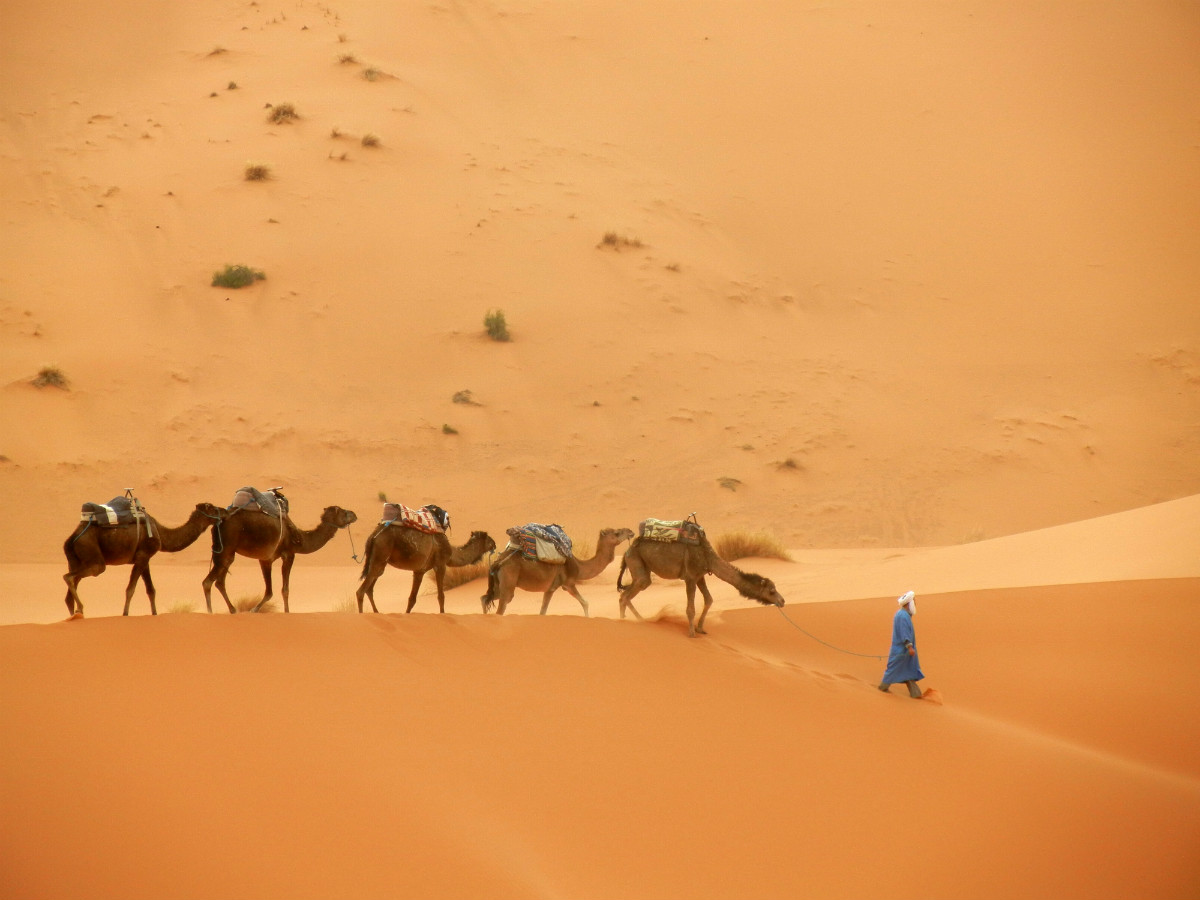 καμήλες στην έρημο