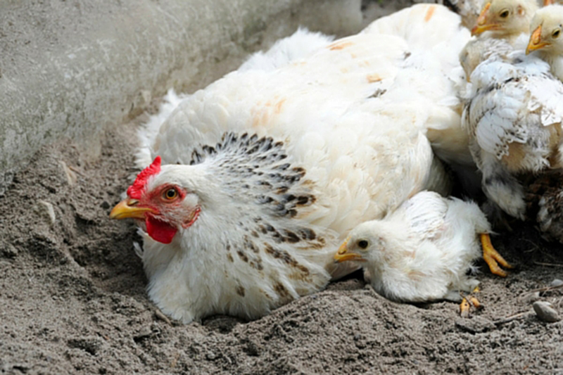 Η άμμος προστατεύει τις κότες από τα παράσιτα