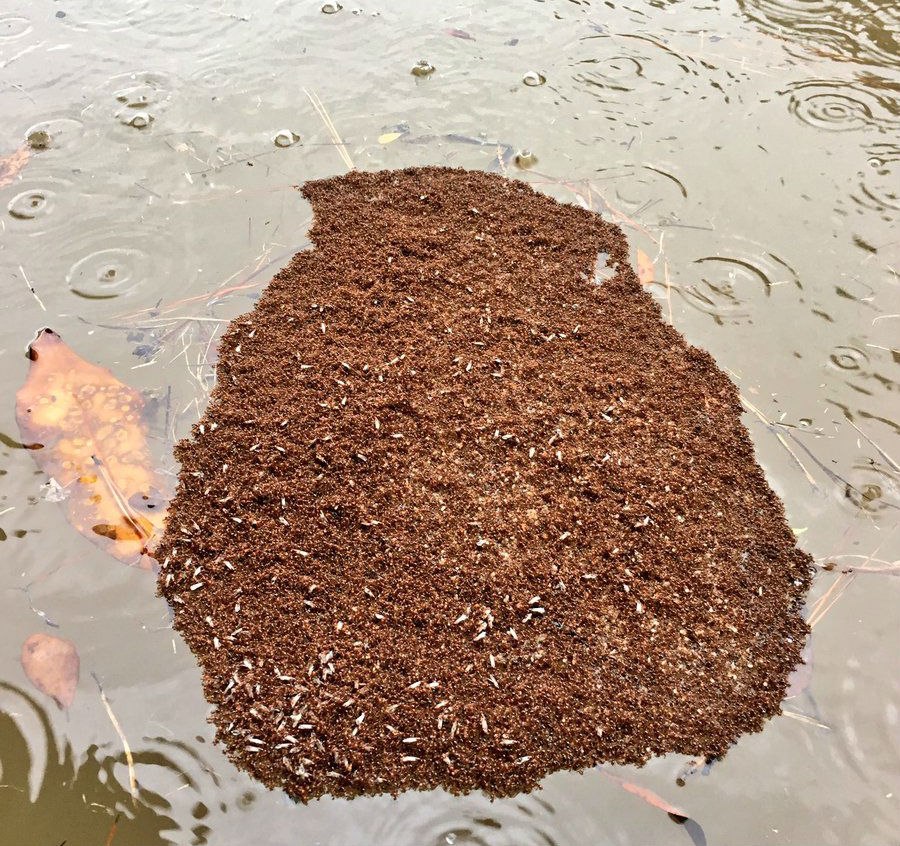 Τι κάνουν τα μυρμήγκια για να επιβιώσουν από την πλημμύρα