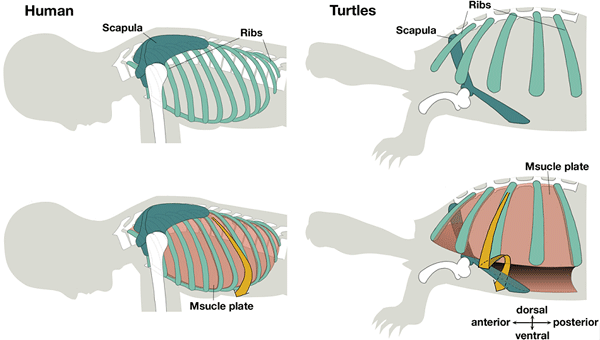 human turtle ribs