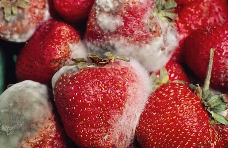 μουχλιασμένες φράουλες