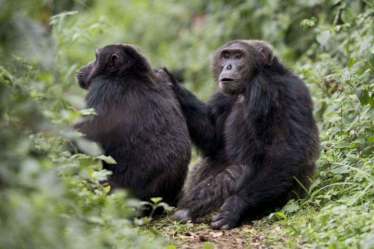 Μεταλλαγμένοι πίθηκοι στην Ουγκάντα