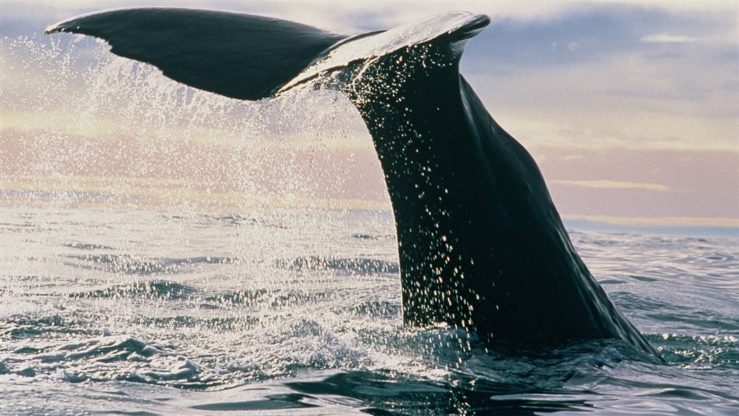 Γιατί οι φάλαινες είναι τόσο μεγάλες
