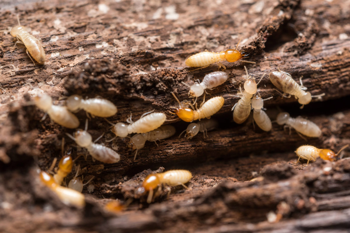 Οι τερμίτες είναι κατσαρίδες απλά με πιο έντονη κοινωνική ζωή