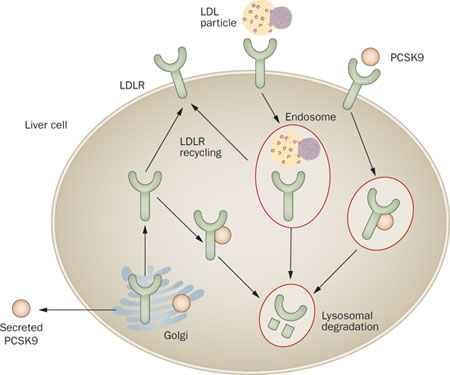 LDL PCSK9 protein