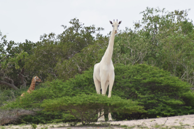 white giraffe nairobi kenya
