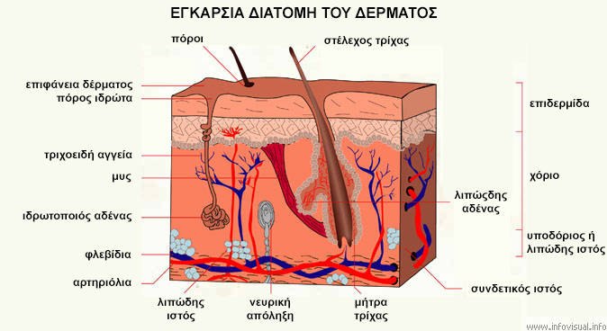 διατομή δέρματος