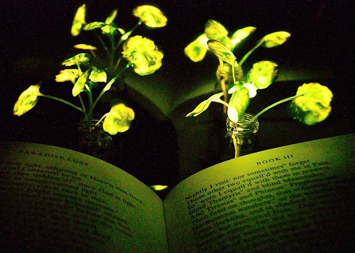 Οι λάμπες του μέλλοντος θα είναι φυτά που εκπέμπουν φως;