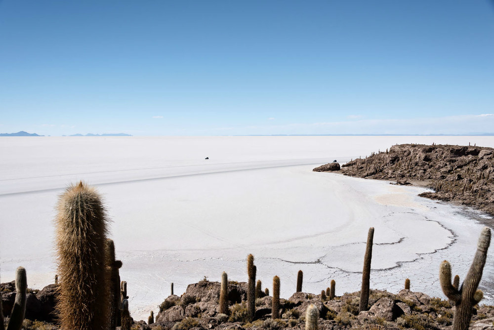 Bolivia Salar de Uyuni Cactus