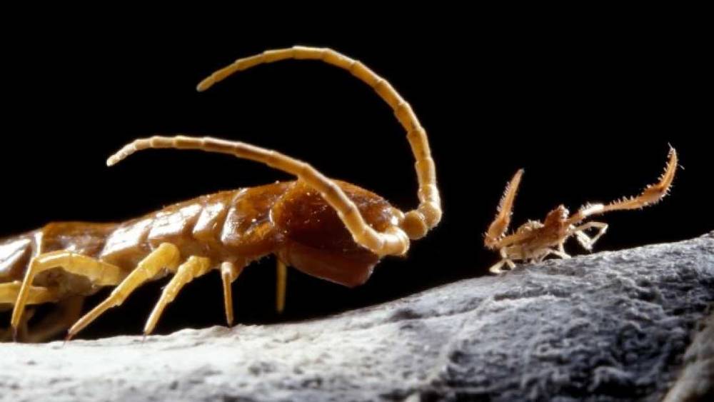 Movile Cave centipede