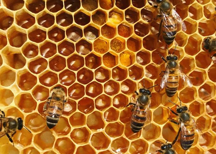 Το 1ο εμβόλιο για έντομα θα σώσει τις μέλισσες από μια θανατηφόρα ασθένεια