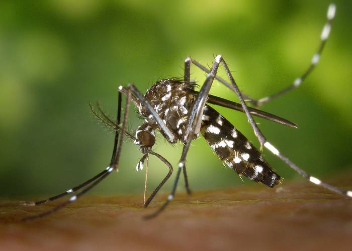 Γιατί τα κουνούπια τσιμπούν συγκεκριμένους ανθρώπους περισσότερο