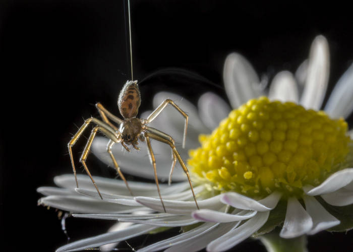 Οι αράχνες χρησιμοποιούν ηλεκτρισμό για να πετάνε