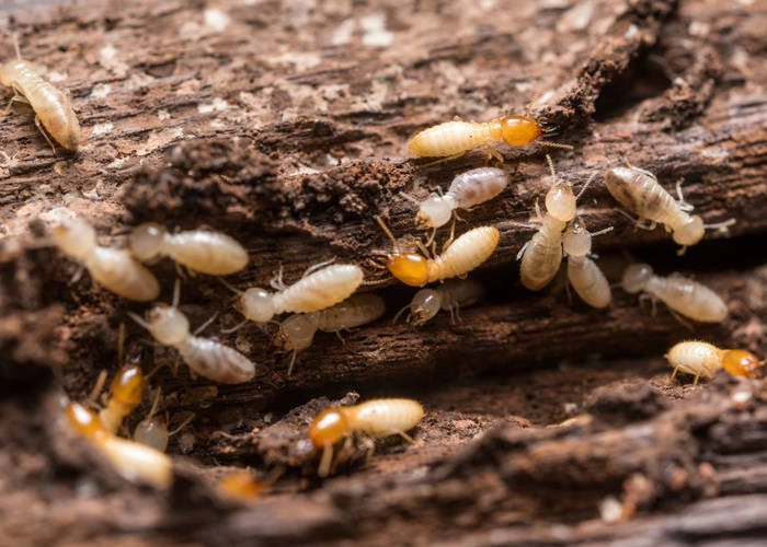 Οι τερμίτες είναι κατσαρίδες απλά με πιο έντονη κοινωνική ζωή