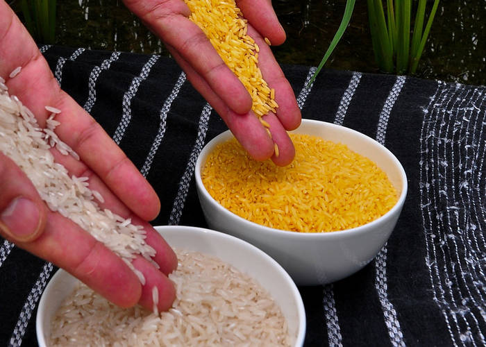 2000. Δημιουργείται το golden rice