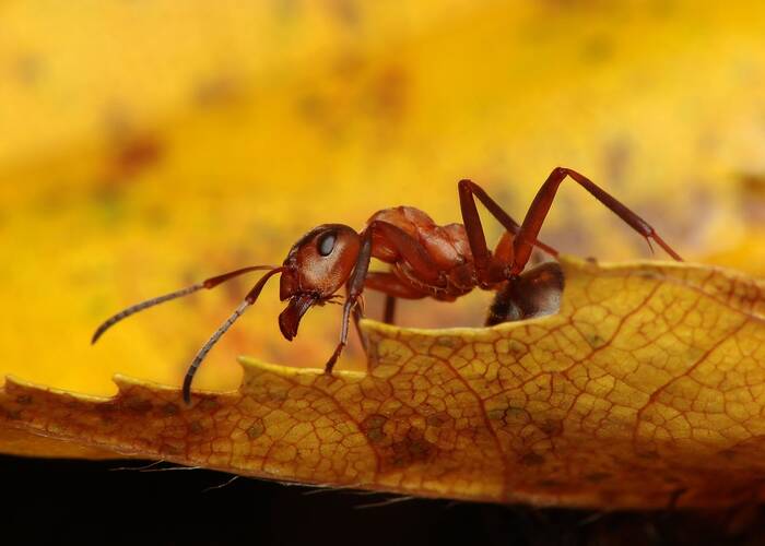 Απελευθερώθηκαν μυρμήγκια-κανίβαλοι από Σοβιετική αποθήκη ραδιενεργών