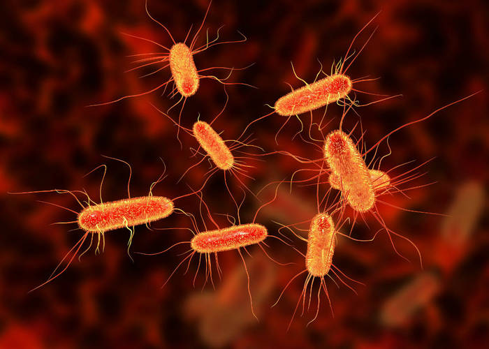 Η E. coli δε μας προκαλεί μόνο δηλητηρίαση. Μας βοηθά να προσλάβουμε Σίδηρο