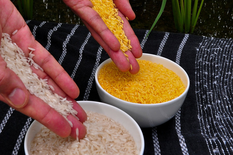 2000. Δημιουργείται το golden rice