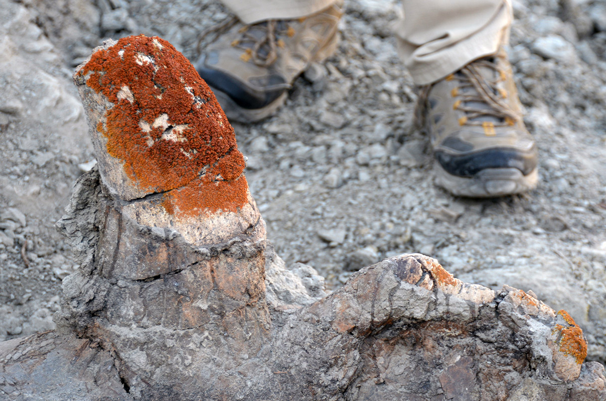 Οι λειχήνες που εντοπίζουν οστά δεινοσαύρων